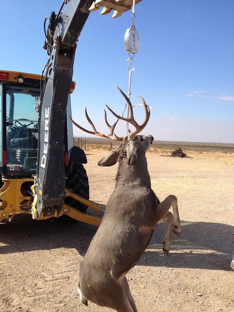 West Texas Mule Deer 24hourcampfire
